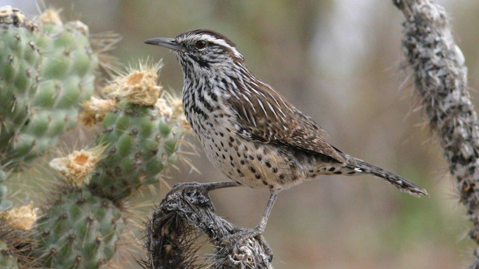 Cactus wren (c) Brian Sullivan, Macaulay Library at Cornell Lab of Ornithology