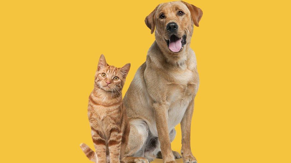 Dog and Cat