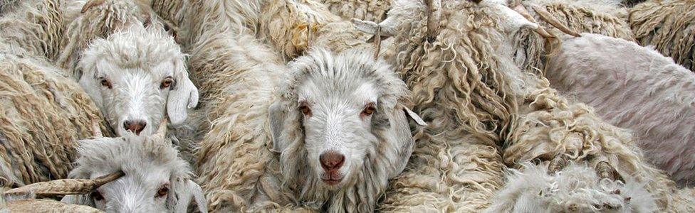 Angora goats