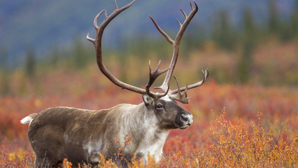 Caribou roams in the tundra in Alaska