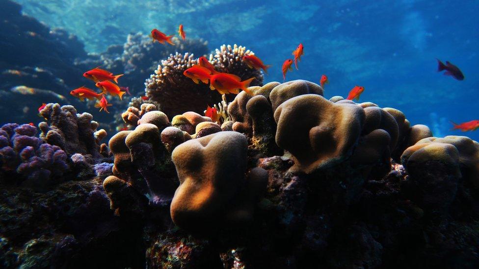 Fish swimming above coral