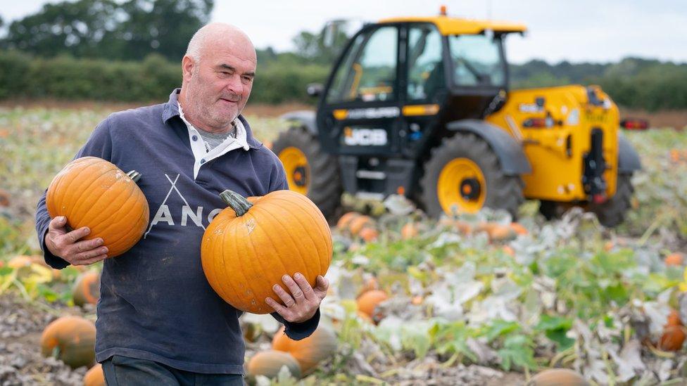 Chris Hoggard harvests pumpkins at Howe Bridge Farm in Yorkshire