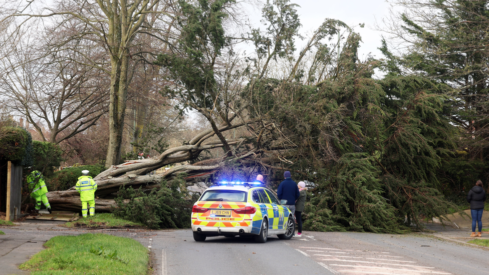 Tree down on the A24