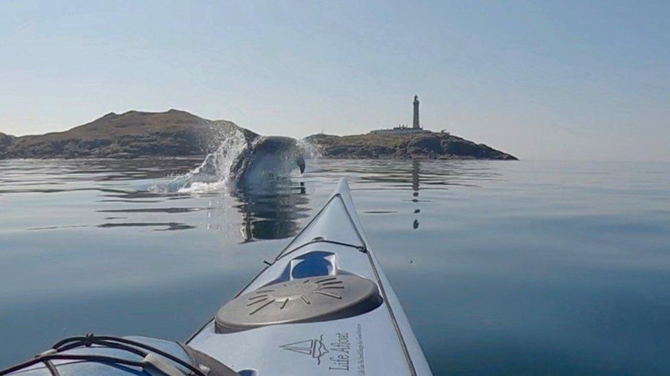 Dolphin near Nick Ray's kayak