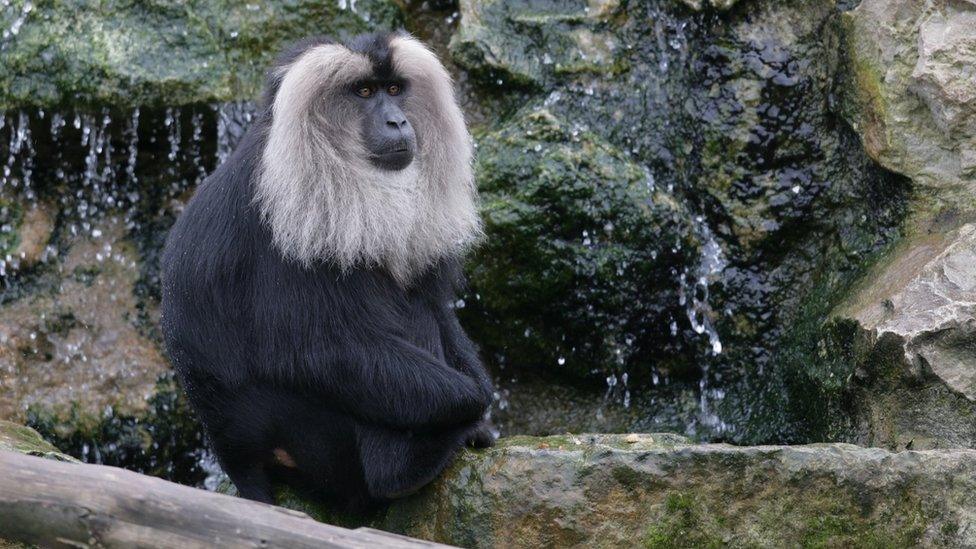 Another lion-tailed macaque at Howletts