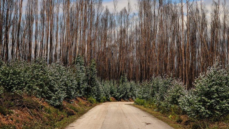 New government rules say 10m into the side of the roads should be clear of vegetation, but young eucalyptus are growing at a fast pace