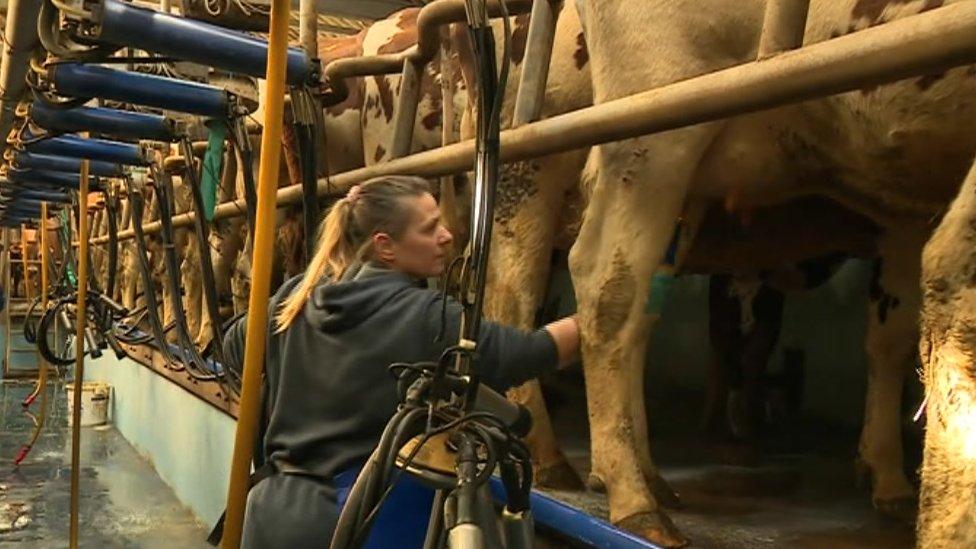 Annabella Barker milking a cow