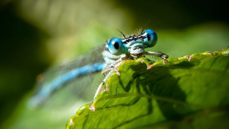 White-legged damselfly