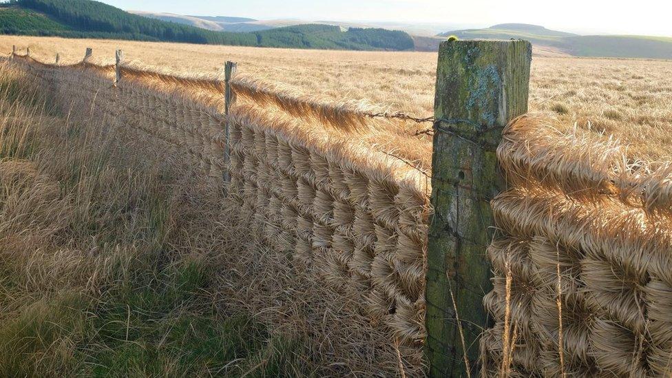 In Maesteg wind caused loose grass to blow onto a fence creating this pattern