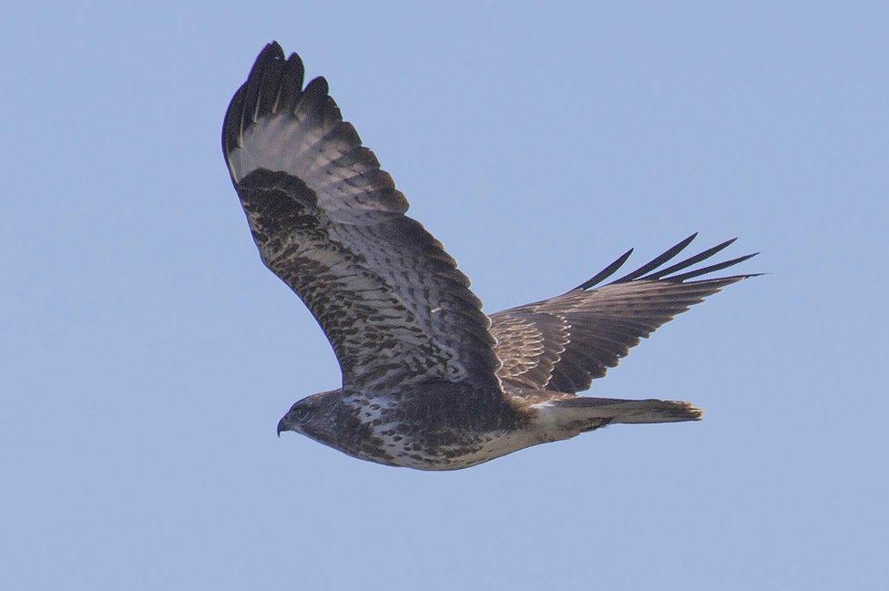 Buzzard in flight