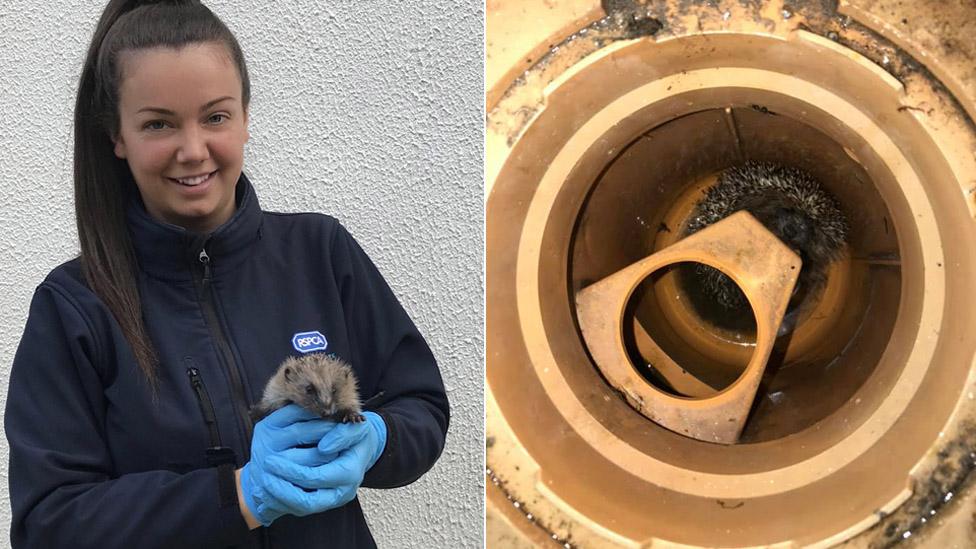 RSPCA inspector Emma Dingley with the rescued hoglet