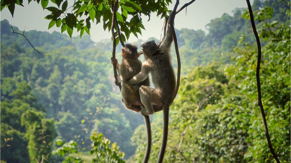 Two monkeys high up in the tree canopy