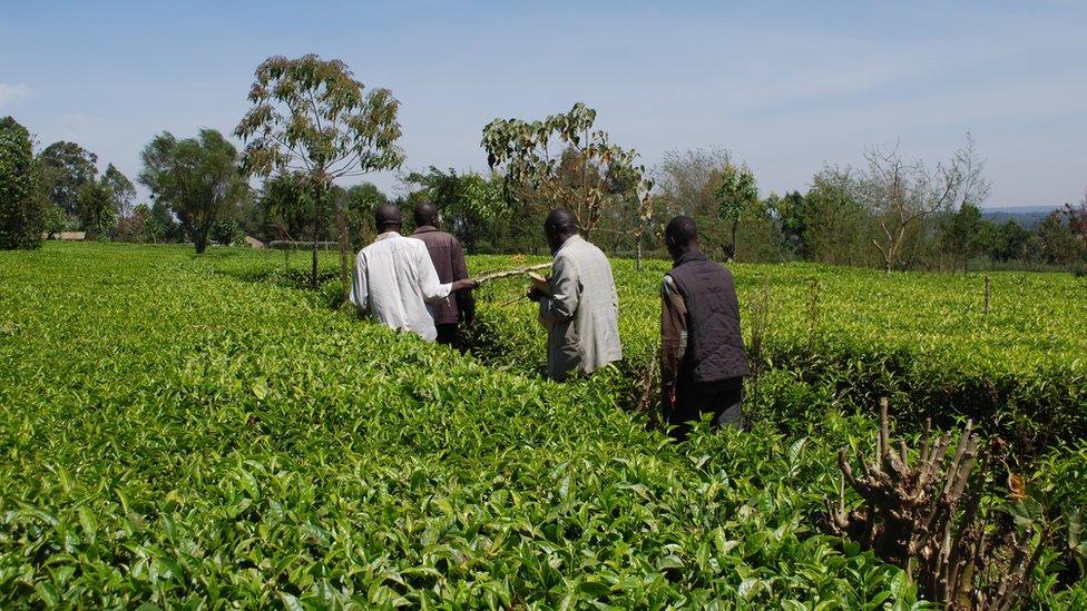 Farmers in tea plantation