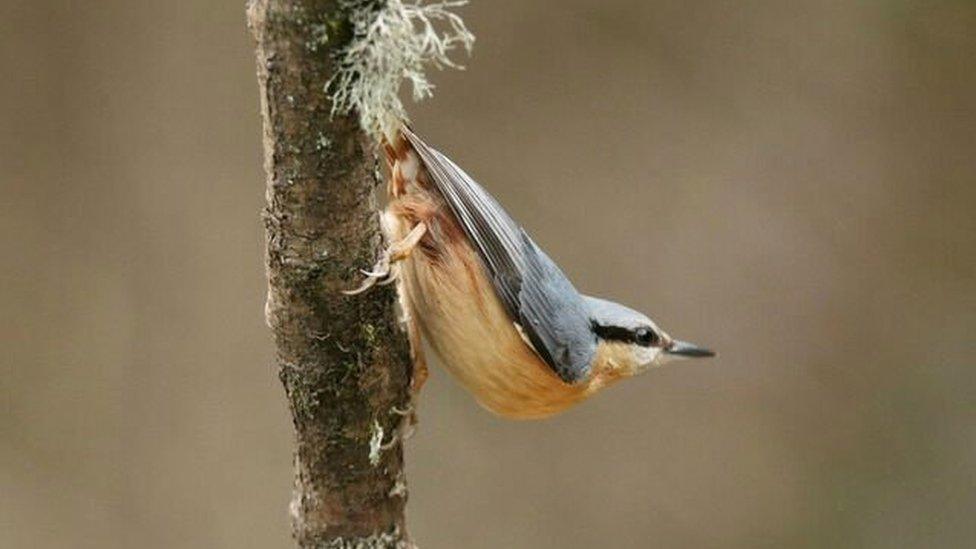 Nuthatch at Roath Park, by Chris Lyle