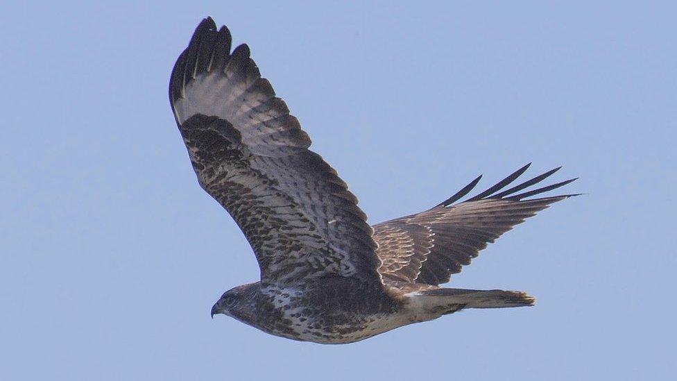 Buzzard in flight