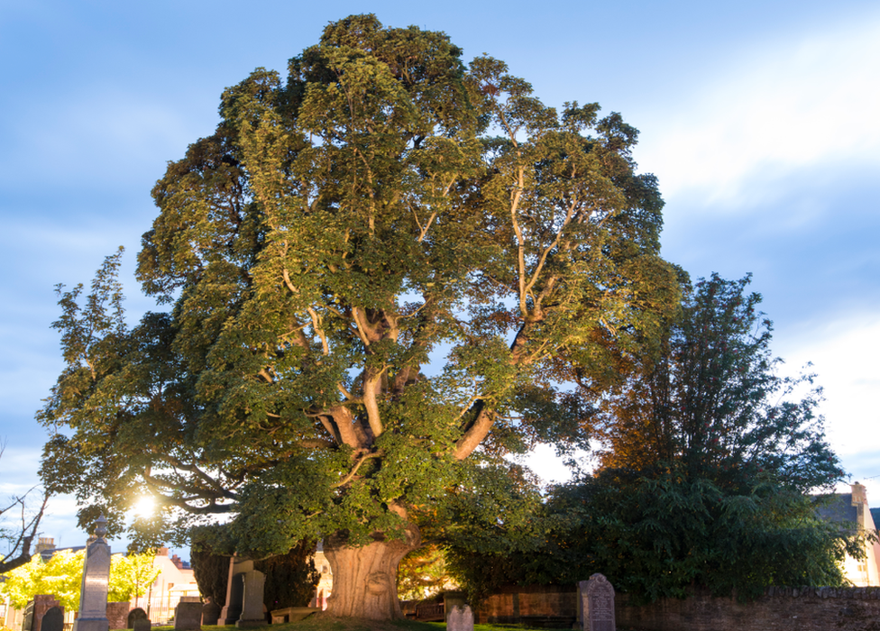 • The Beauly Sycamore, Beauly