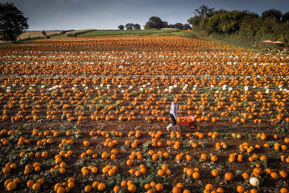 A customer is seen in a pumpkin patch run by Maxyes Farm Shop, Kirklington, Nottinghamshire