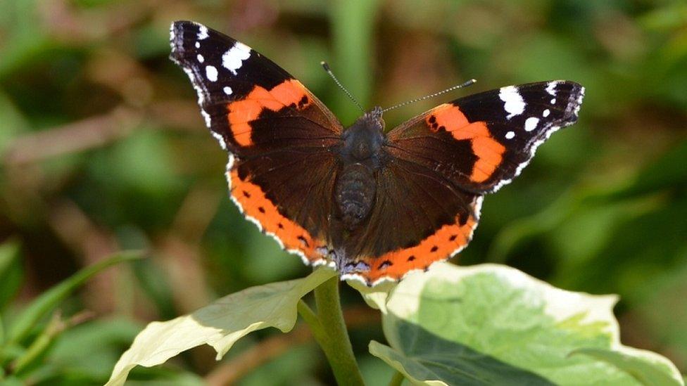 Red admiral butterfly