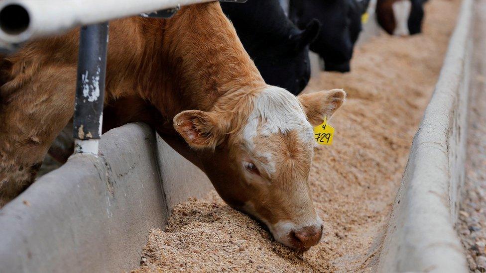 Beef cattle at the Kasko Cattle feedlot in Coaldale, Alberta, Canada May 6, 2020.