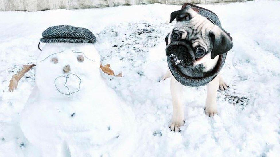 Pug next to a snow dog that resembles him