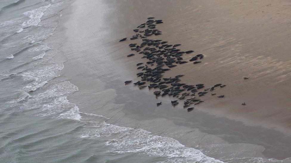 Seals-lying-on-the-beach.