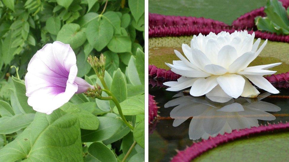 The giant lily and sweet potato plant