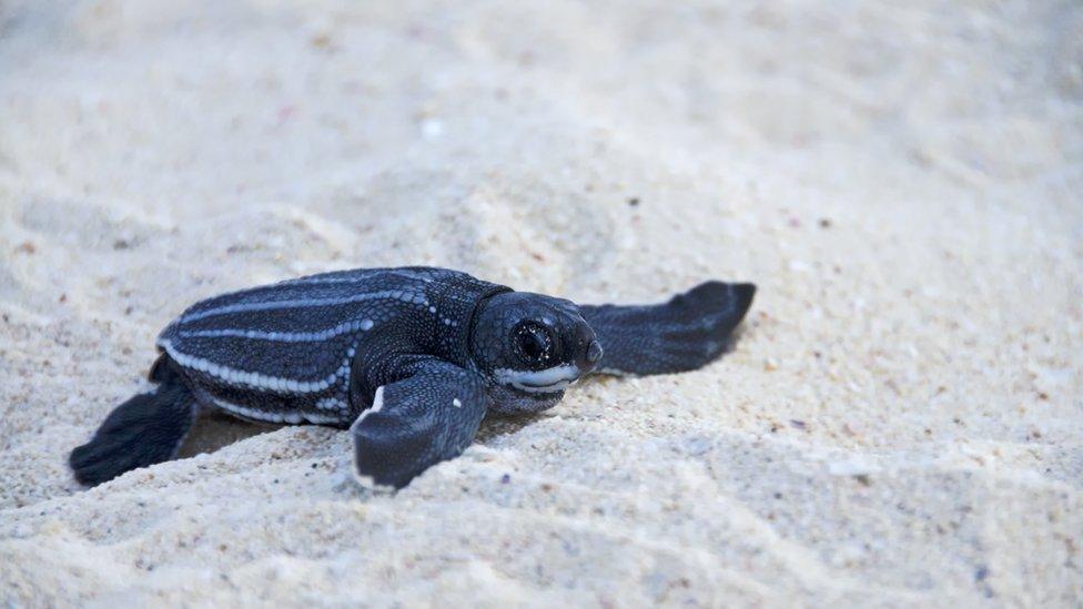 A baby leatherback sea turtle crawls across the sand.