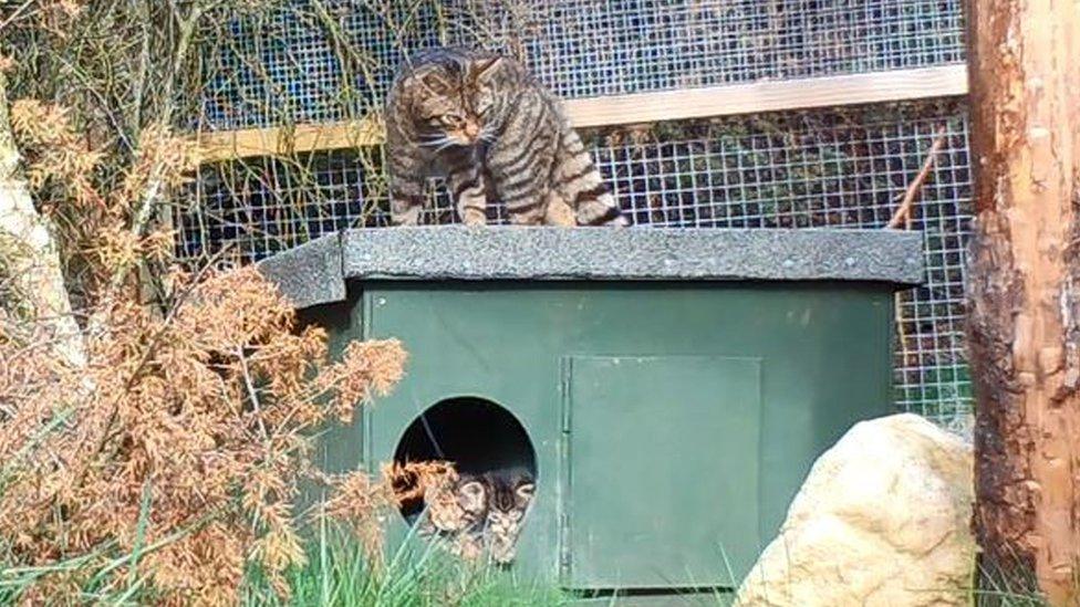 wildcat-kittens-in-nesting-box