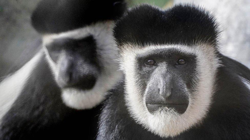 Colobus monkeys