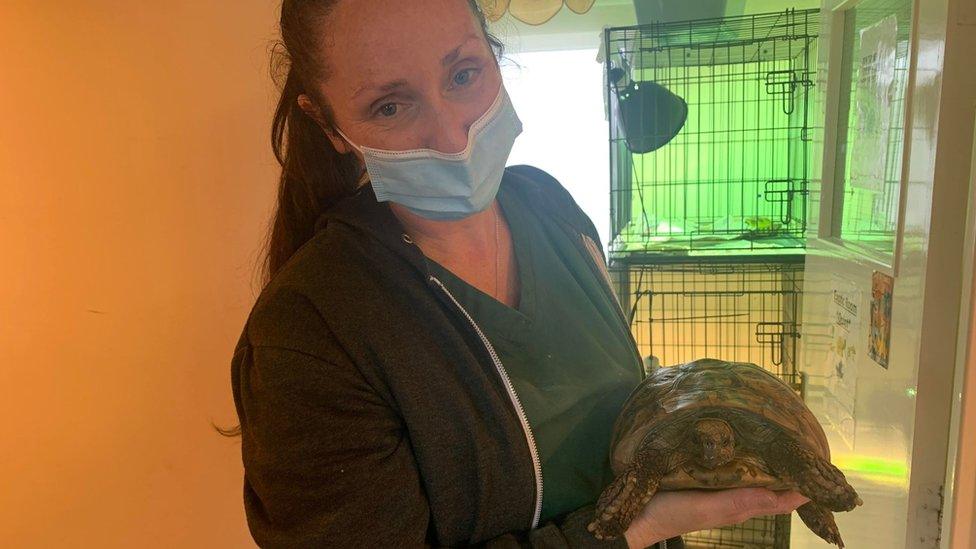 Liz Hanson with a tortoise