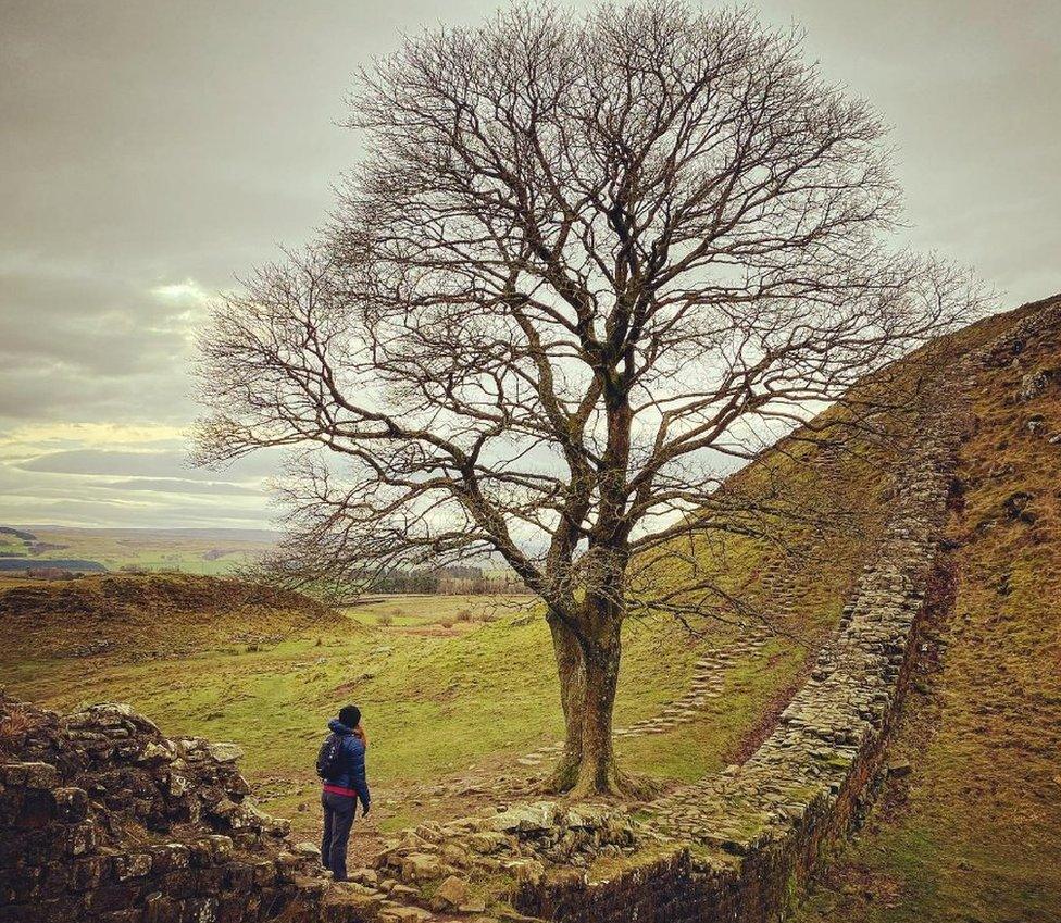 A woman looks up at a tree