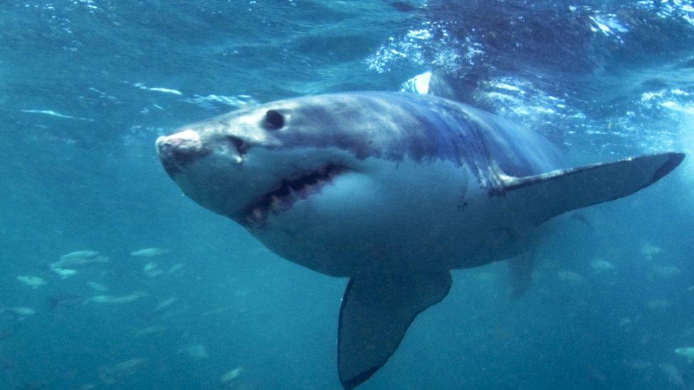 Great white shark