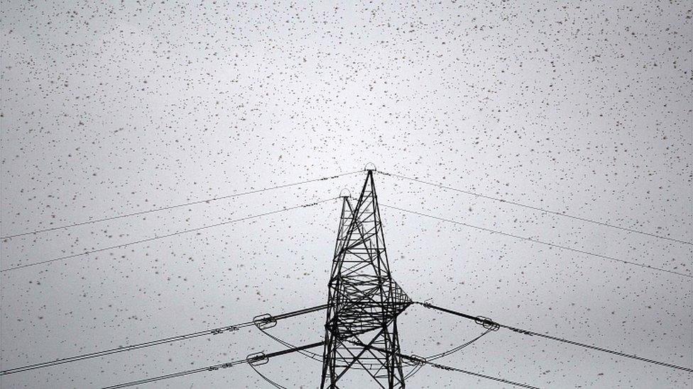 A swarm of locusts is seen at Ghurpur village on the outskirts of Allahabad on June 26, 2020