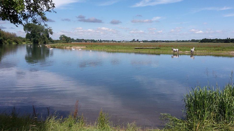 White horses at Port Meadow, Oxford.