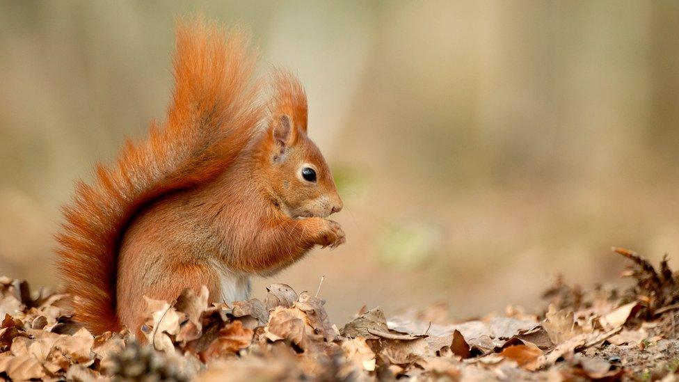 Red squirrel