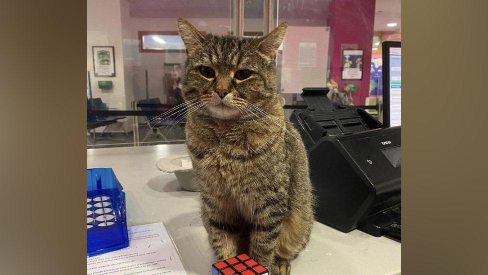 Kolo the cat at Southmead hospital