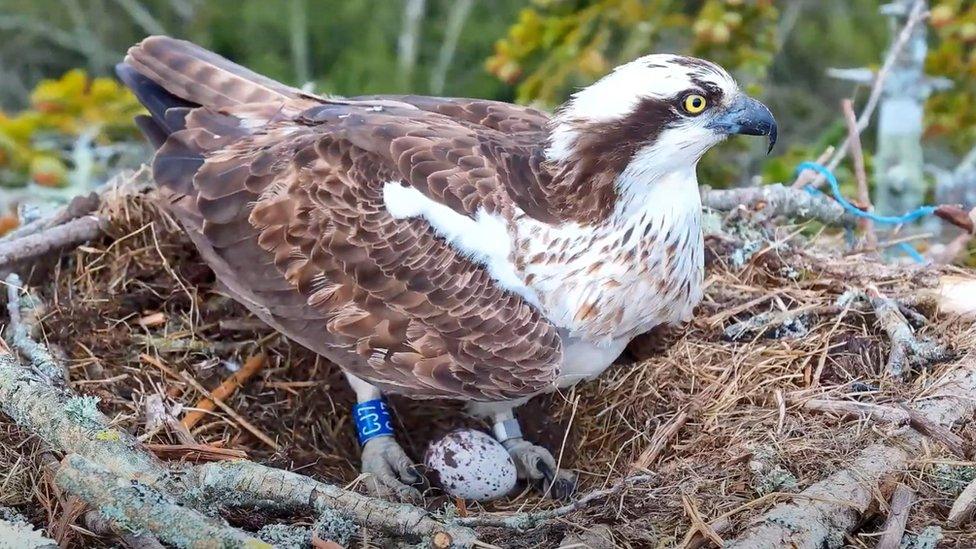 Osprey with egg