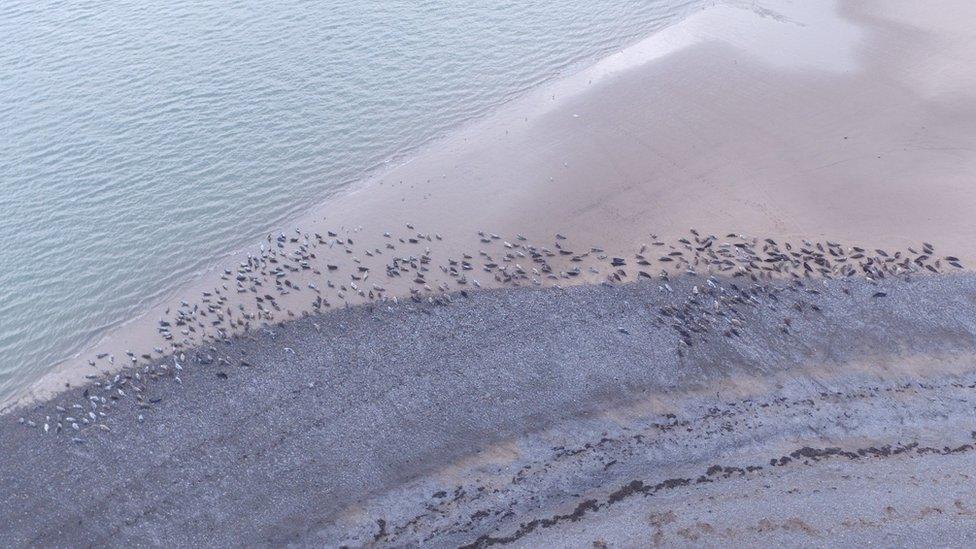 A drone shot of the seals