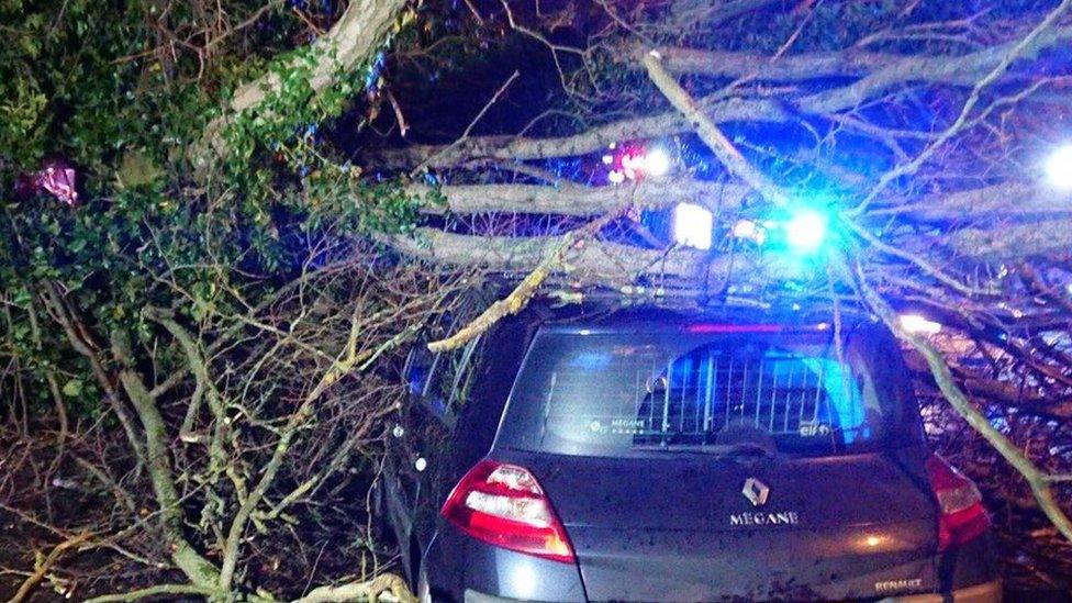 Tree down newtownabbey