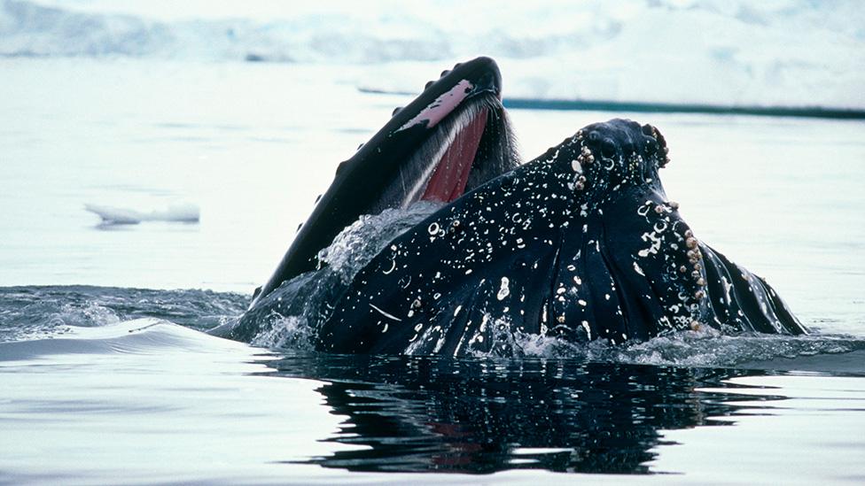 Humpback whale