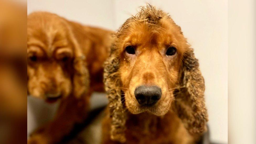 Two cocker spaniels surrendered to Almost Home