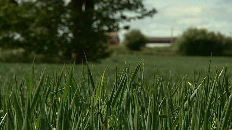 The field in Wem where the experiment is taking place