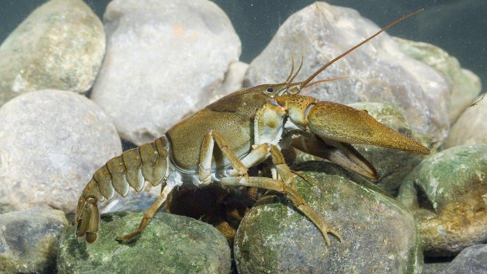 white-clawed crayfish