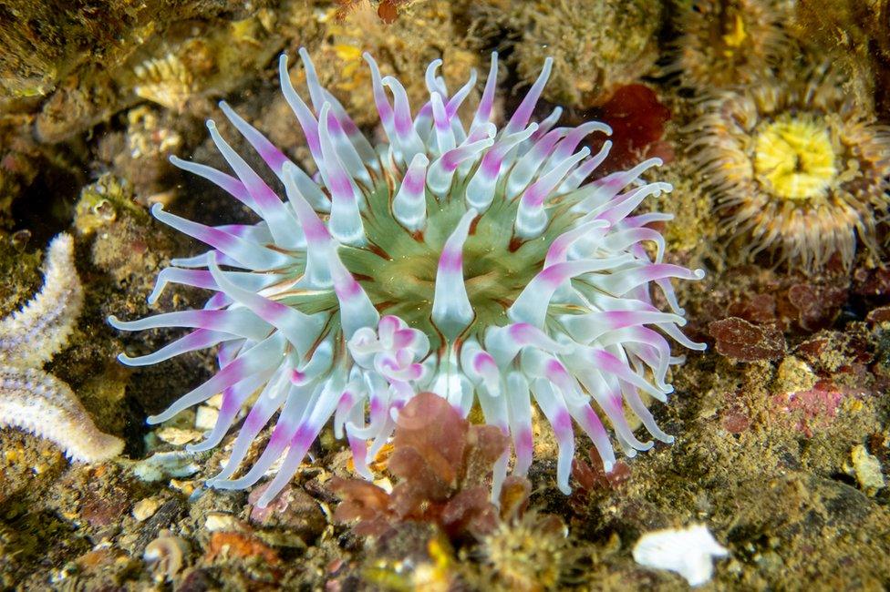 A photo of a blue and purple dahlia anemone in waters around Scotland