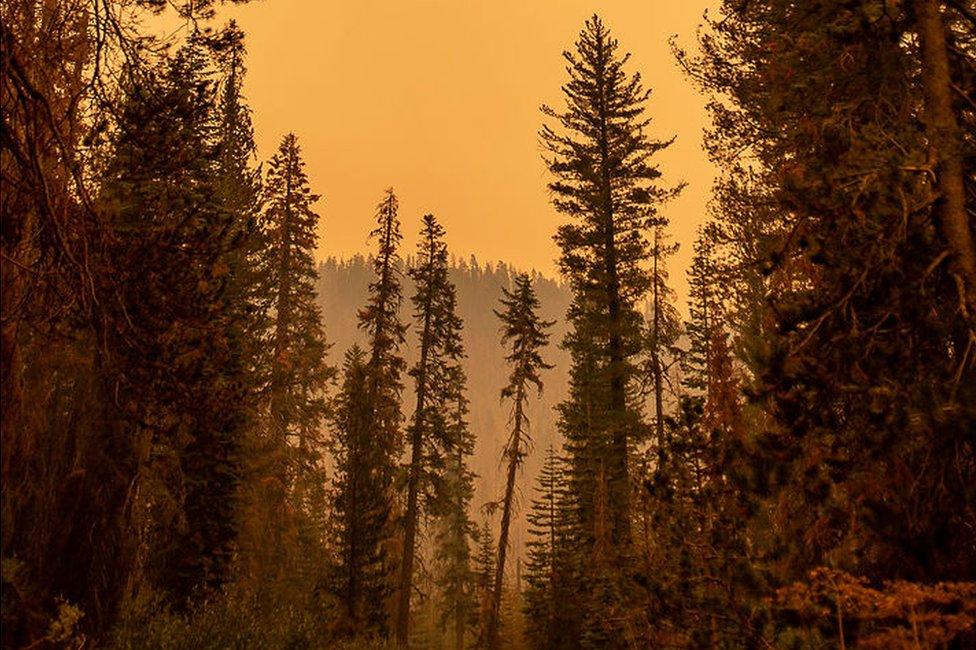 Orange sky in Sierra National Forest amid fires