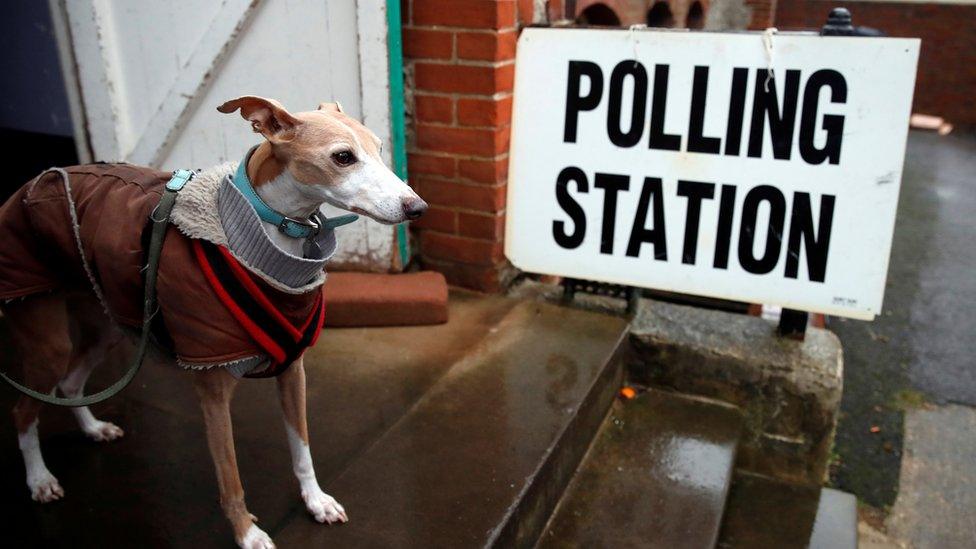 Dog at a polling station