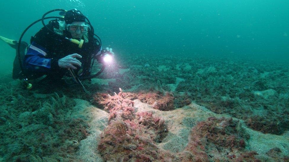 Diver in Loch Carron