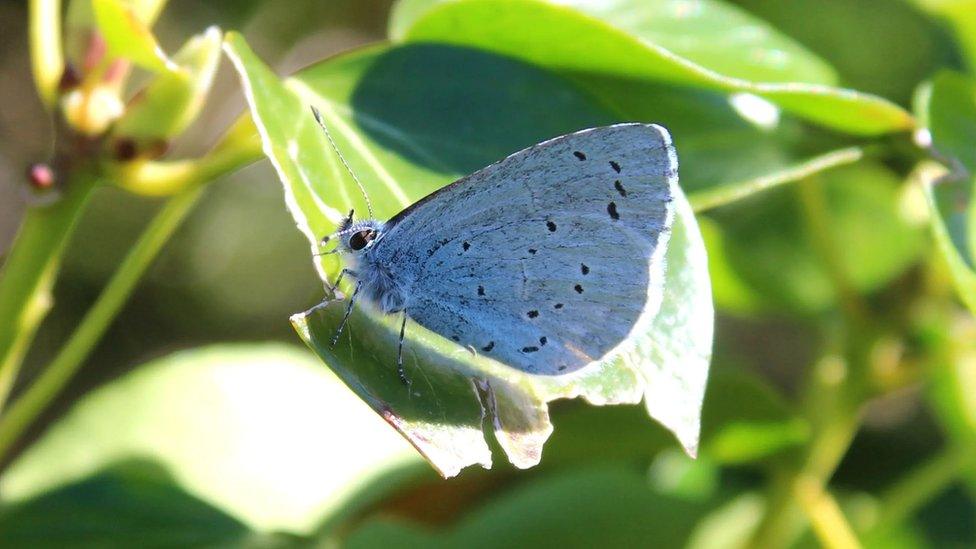 Holly Blue