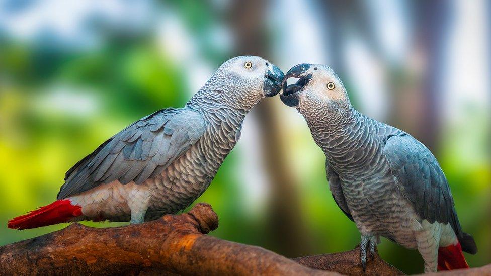 african-grey-parrots.