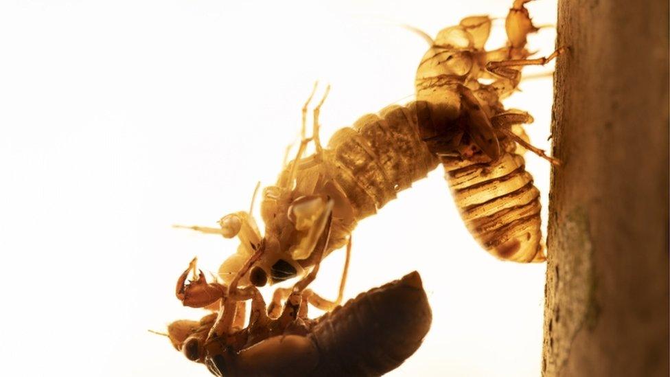 Brood X cicadas shedding shell.